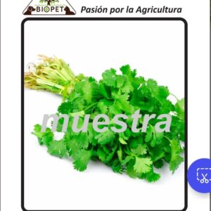 Cilantro sobre