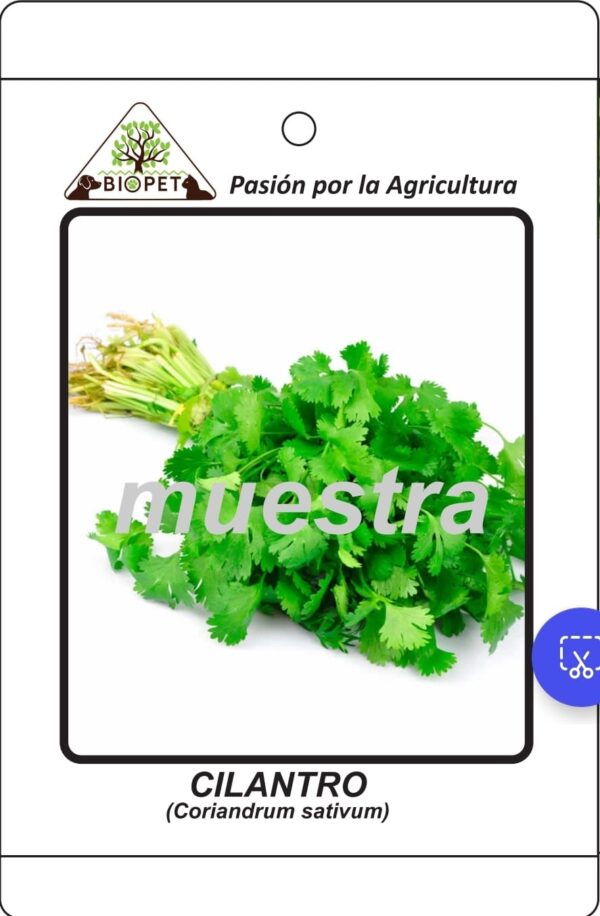 Cilantro sobre