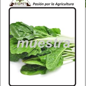 Acelga sobre