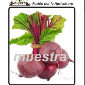 Remolacha sobre