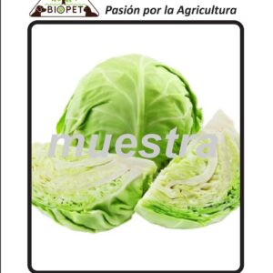 Repollo sobre