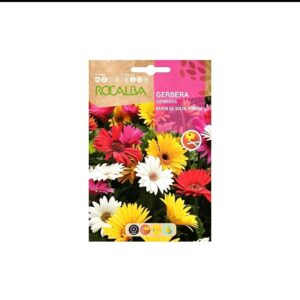 Gerbera