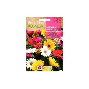 Gerbera
