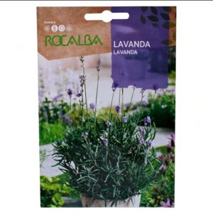 Lavanda